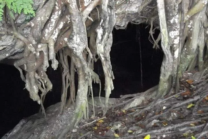 Grandes y intrincadas raíces de árbol colgando frente a la entrada oscura de una cueva.